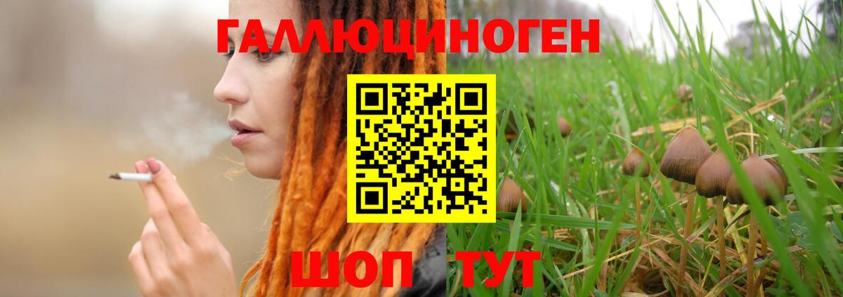 Псилоцибиновые грибы Psilocybe  Псилоцибиновые грибы мицелий  Вход с VPN  Луга 